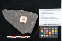 Foto (Objekt + Etikett) von Senftenbergia crenata Lindl. et H. (NHMW-GEO-2024-0188-10938)